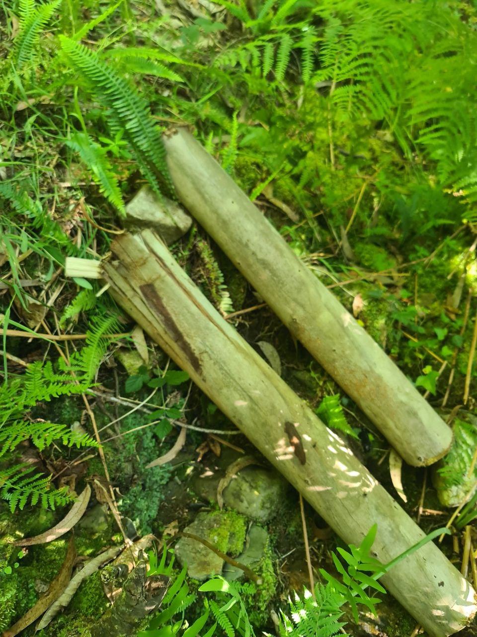 eucalyptus-logs-leaching-may-2025.jpg