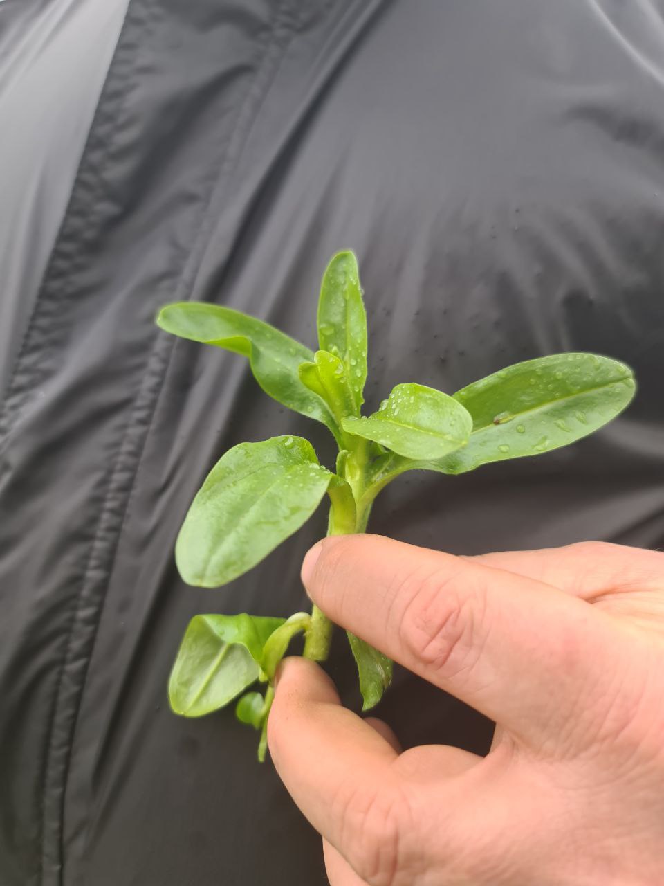 seedling-march-2025.jpg